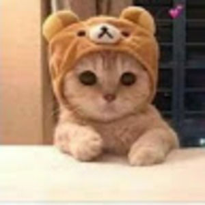 Meet your Posher, Cats